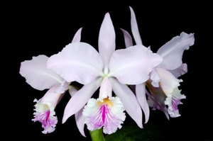 Cattleya jenmanii Melissa Burzell AM/AOS 80 pts.